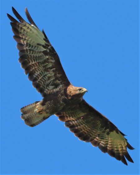 Common Buzzard  - Hagen Hunker