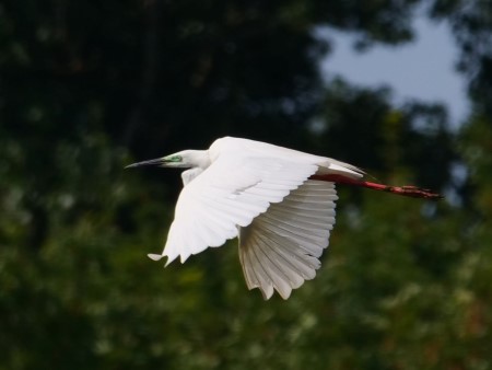 Grande Aigrette  - Hermann Daum
