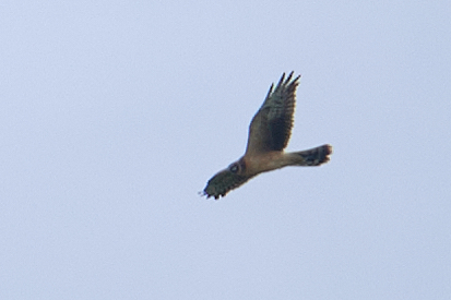 Pallid Harrier  - Jochen Wüst