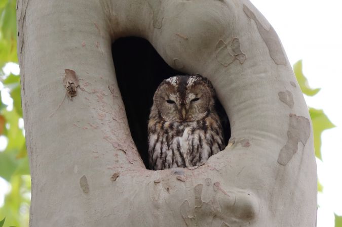 Waldkauz  - Tetiana Lavynska