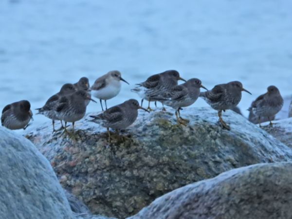 Meerstrandläufer  - René Schaack