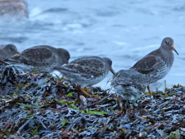 Meerstrandläufer  - René Schaack