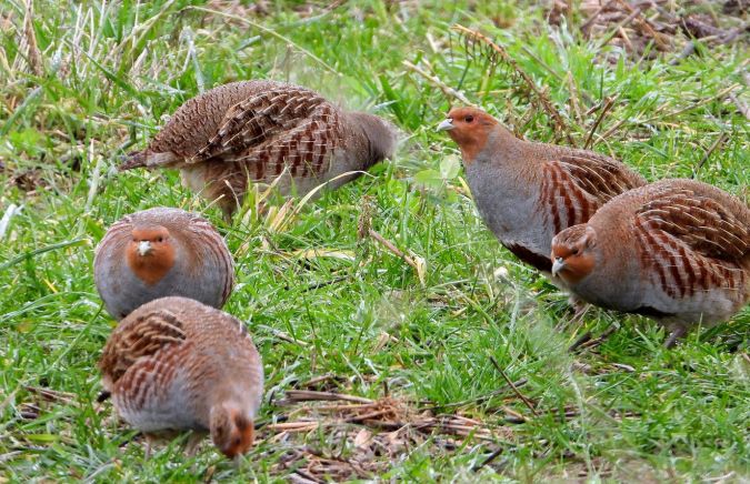 Bemerkung zur Beobachtung www.ornitho.de