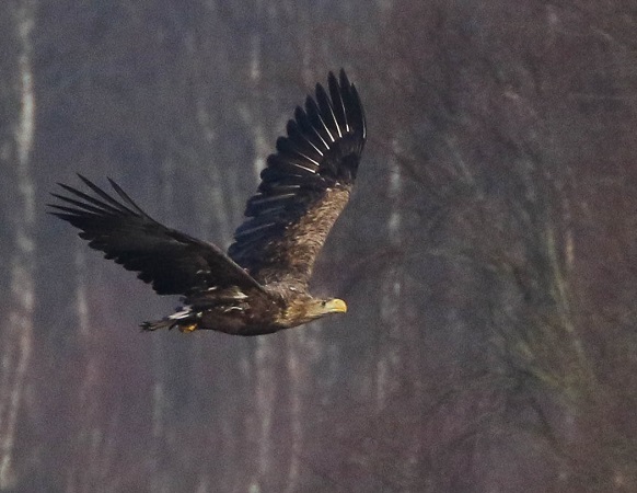 White-tailed Eagle  - Klaus Ewald