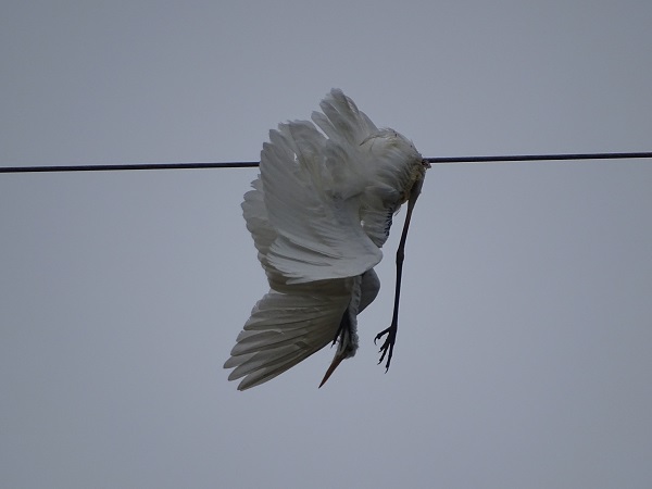 Grande Aigrette  - Andreas Kruse