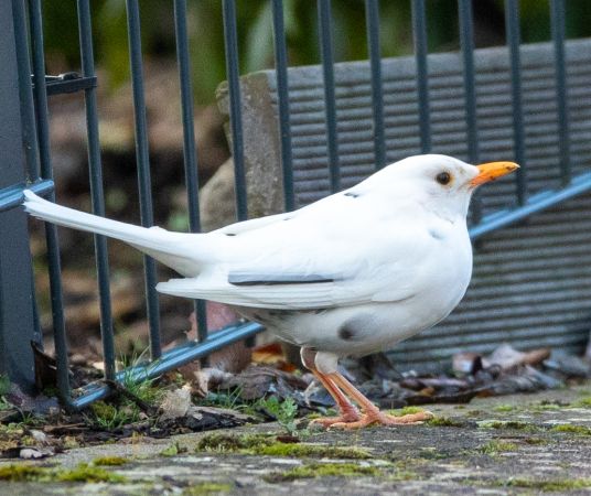 Amsel  - Christian Engel
