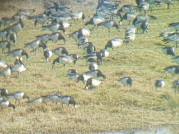 Red-breasted Goose  - Jan-Luca Roth