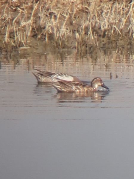 Garganey  - Jan-Luca Roth