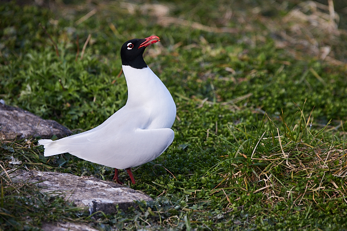 Mouette mélanocéphale  - Jan Sohler