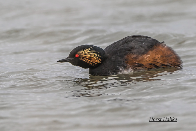 Black-necked Grebe  - Horst Habke