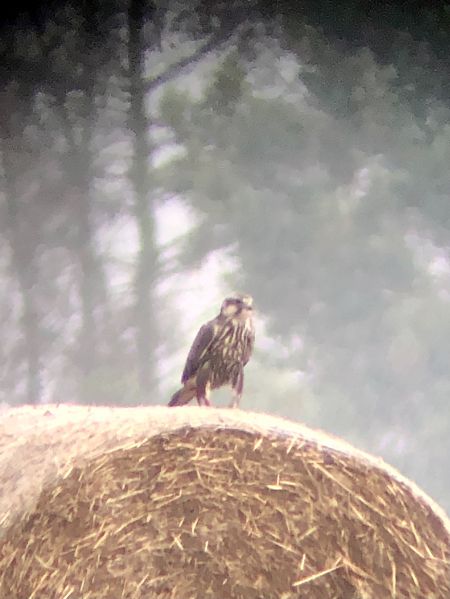 Saker Falcon  - Tim Maximilian Rapp