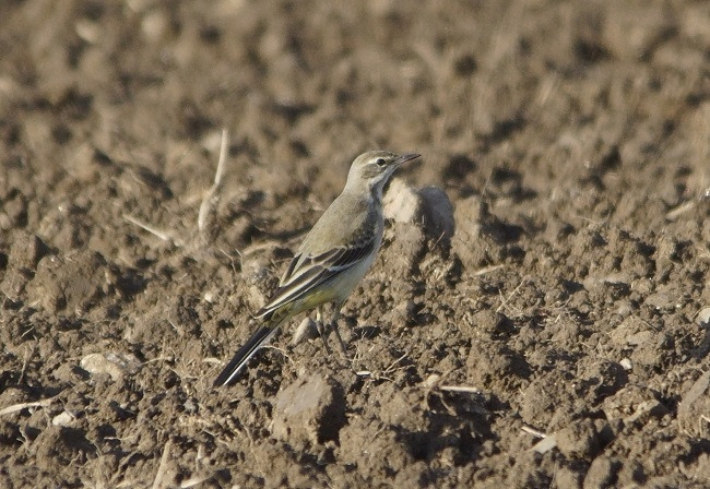 Blue-headed Yellow Wagtail (ssp. flava)  - Thomas Barthel