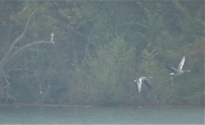 Balbuzard pêcheur  - Eberhardt Kloss