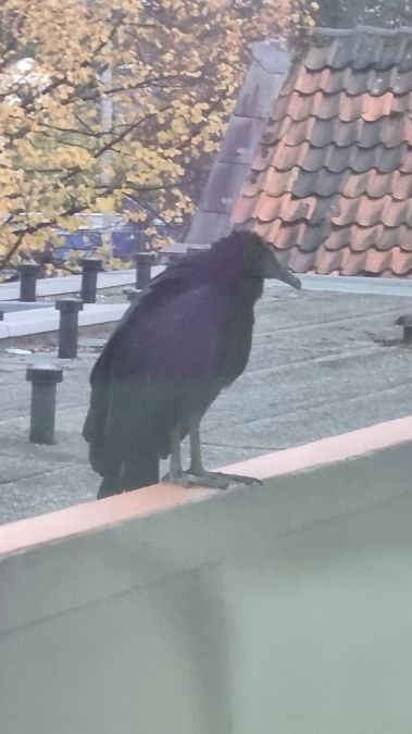 Greifvogel, unbestimmt 