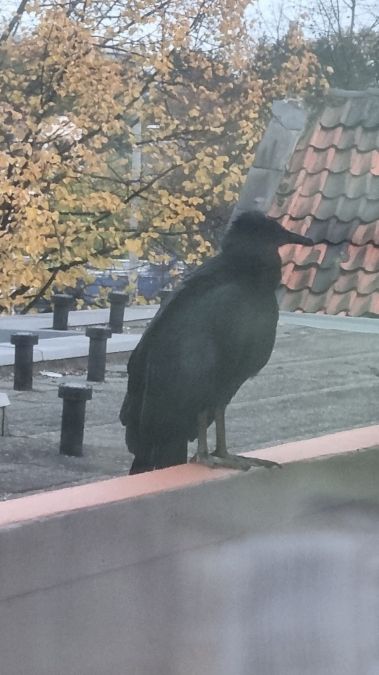 Greifvogel, unbestimmt 