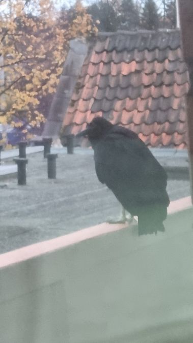 Greifvogel, unbestimmt 