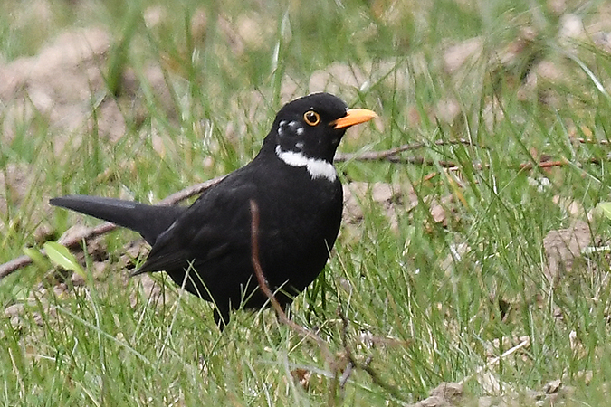 Amsel  - Salvatore Bologna