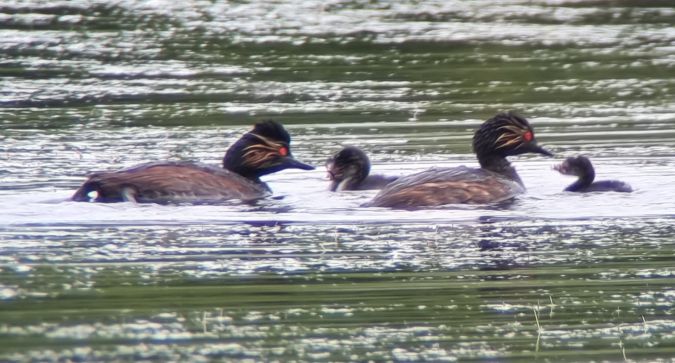 Black-necked Grebe  - Gerhard Braemer