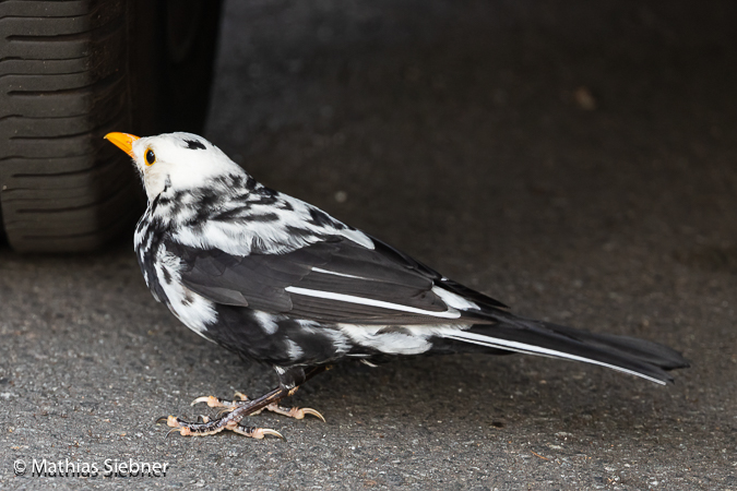 Amsel  - Mathias Siebner