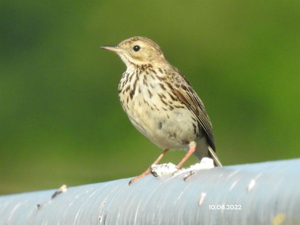 Wiesenpieper  - Maria und Hans Hoffmann