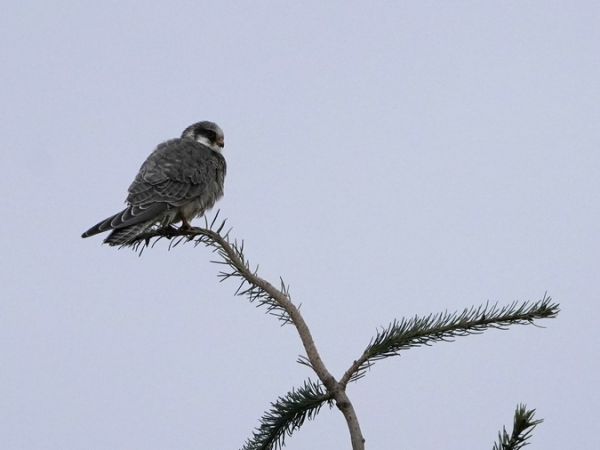 Red-footed Falcon  - Roland Neumann