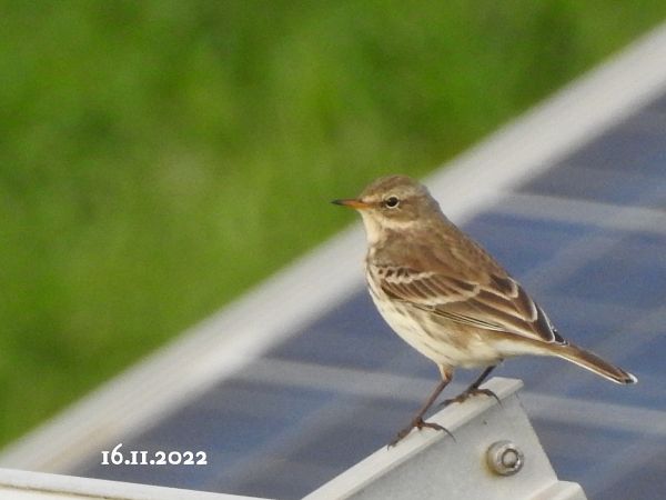 Bergpieper  - Maria und Hans Hoffmann