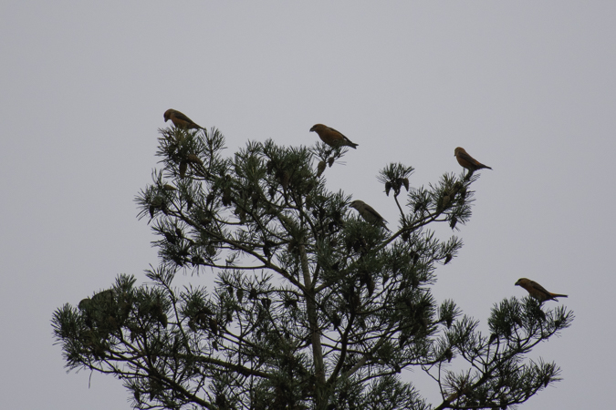 Kiefernkreuzschnabel  - Tony Rinaud