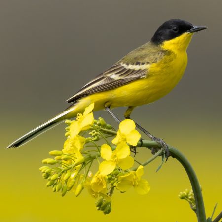 Schafstelze (ssp. feldegg), Maskenschafstelze  - Jonas Höhn