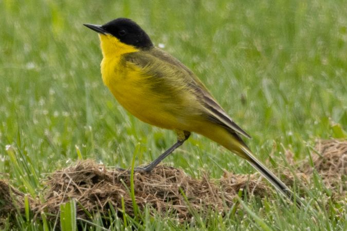 Schafstelze (ssp. feldegg), Maskenschafstelze  - Jonas Höhn