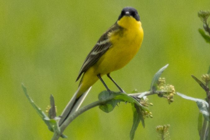 Schafstelze (ssp. feldegg), Maskenschafstelze  - Jonas Höhn