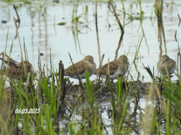 Bemerkung zur Beobachtung www.ornitho.de