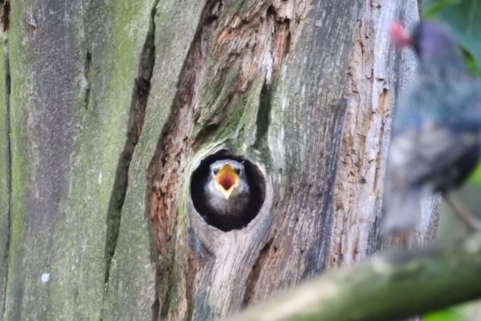 Star  - David Kuster