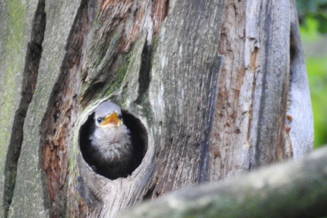 Common Starling  - David Kuster