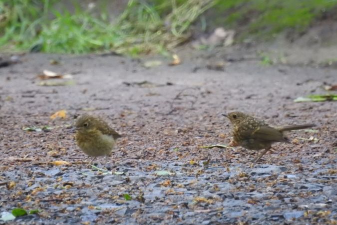 Rotkehlchen  - David Kuster