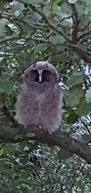 Waldohreule  - Christoph Rohrmoser