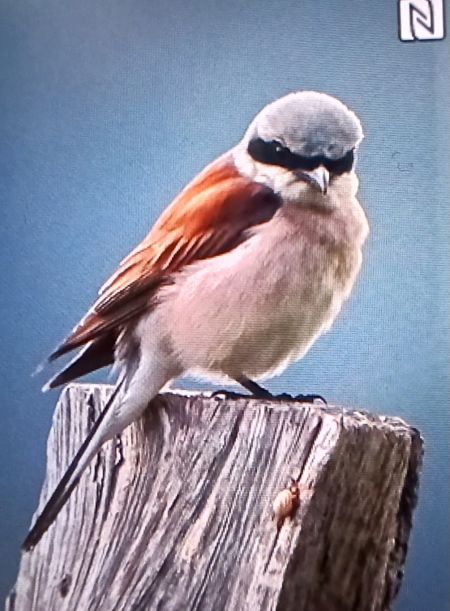 Neuntöter  - Klaus Böhm