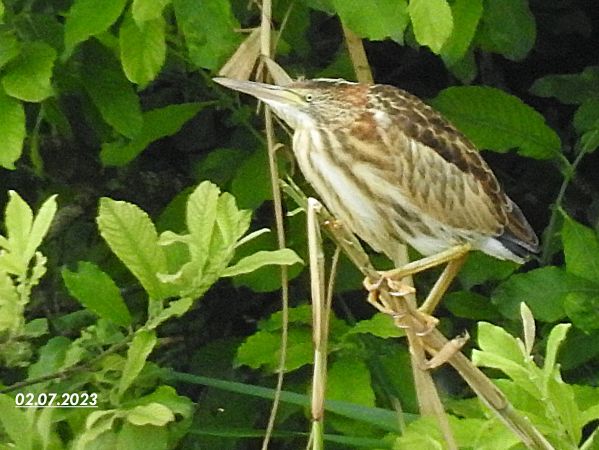 Bemerkung zur Beobachtung www.ornitho.de