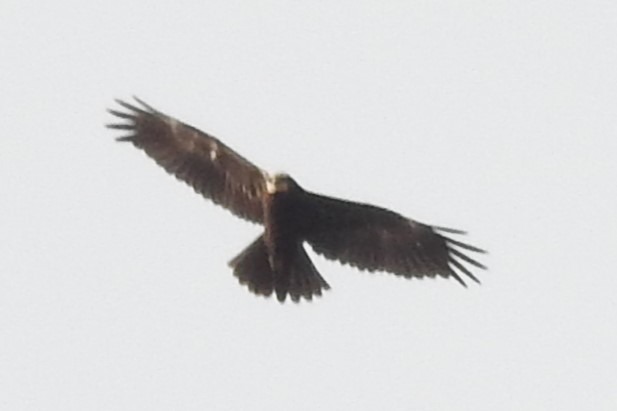 Rohrweihe  - David Kuster