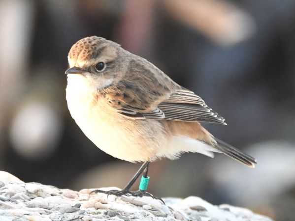 Bemerkung zur Beobachtung www.ornitho.de