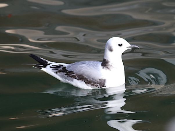 Bemerkung zur Beobachtung www.ornitho.de