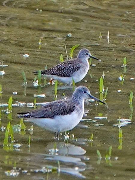 Bemerkung zur Beobachtung www.ornitho.de