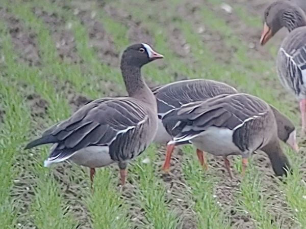 Bemerkung zur Beobachtung www.ornitho.de