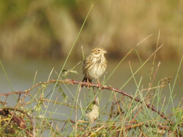 Bemerkung zur Beobachtung www.ornitho.de