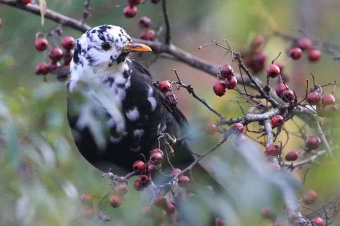 Amsel  - Emil Schmid-Egger