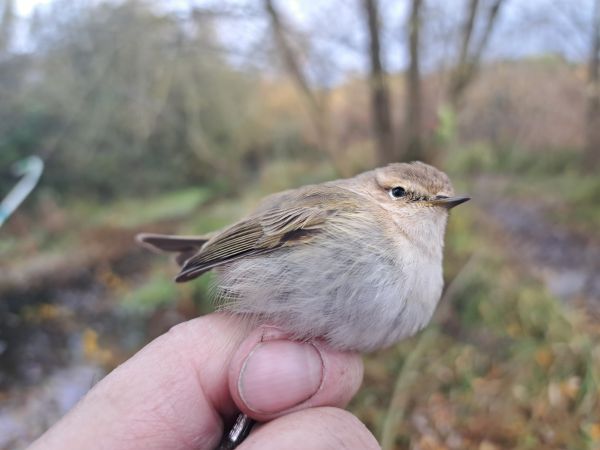Bemerkung zur Beobachtung www.ornitho.de