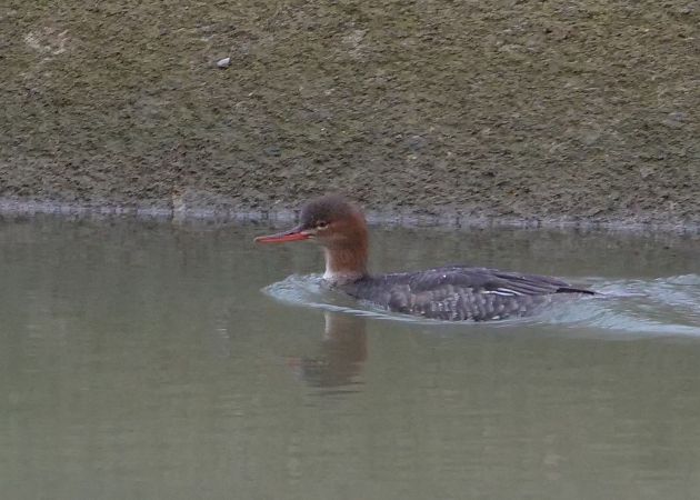 Bemerkung zur Beobachtung www.ornitho.de