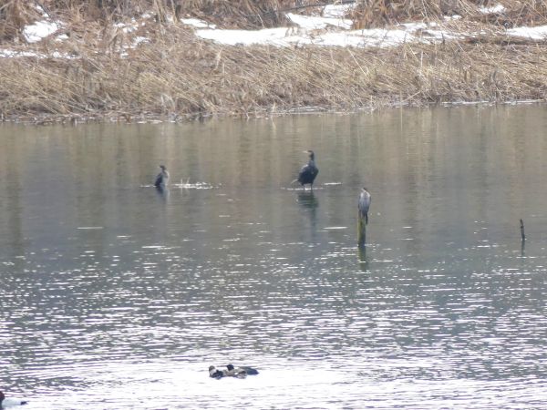 Bemerkung zur Beobachtung www.ornitho.de