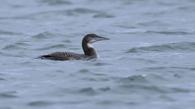 Bemerkung zur Beobachtung www.ornitho.de