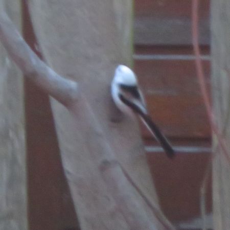 Bemerkung zur Beobachtung www.ornitho.de