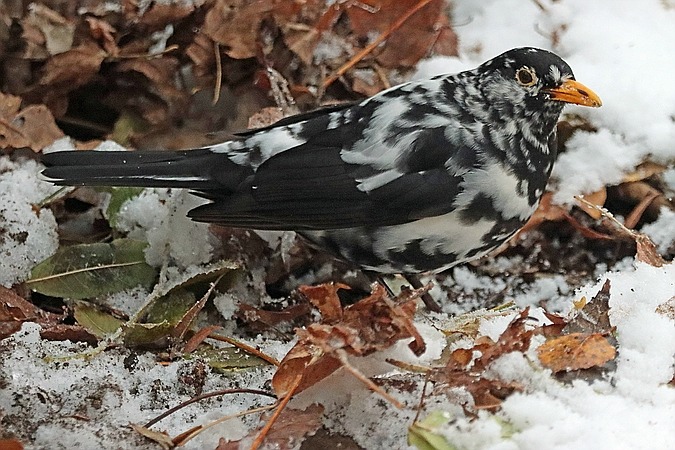 Amsel  - Erhard Hering